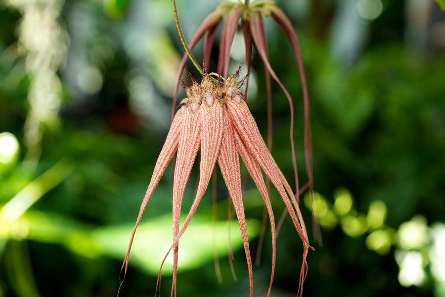 The Best of Bulbophyllum Orchids