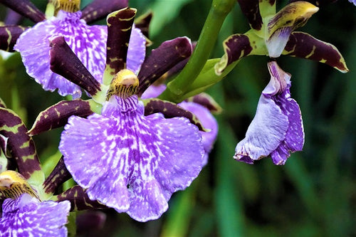 Zygopetalum Orchids