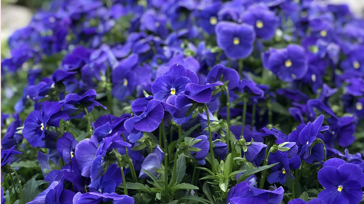 Illinois's State Flower, Violets – Orchid Republic Floral Boutique