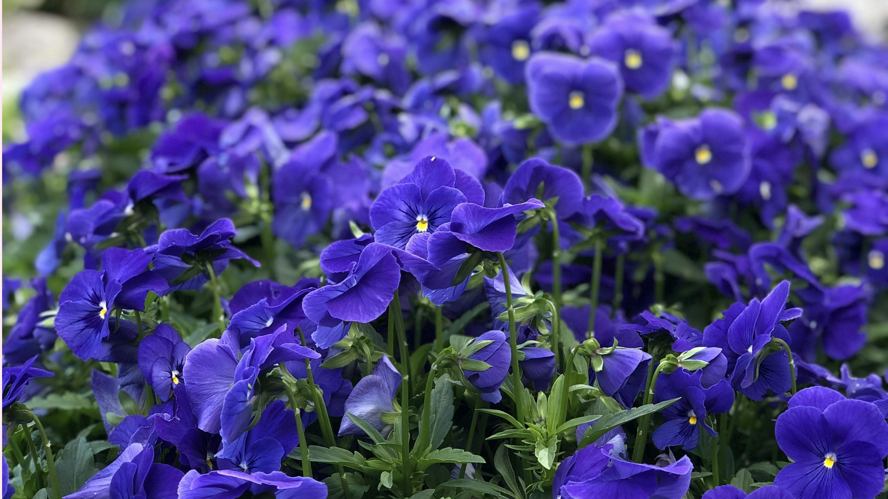 Illinois's State Flower, Violets – Orchid Republic Floral Boutique