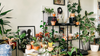 5 Underrated Indoor Plants That Can Survive in Your Dark Apartment