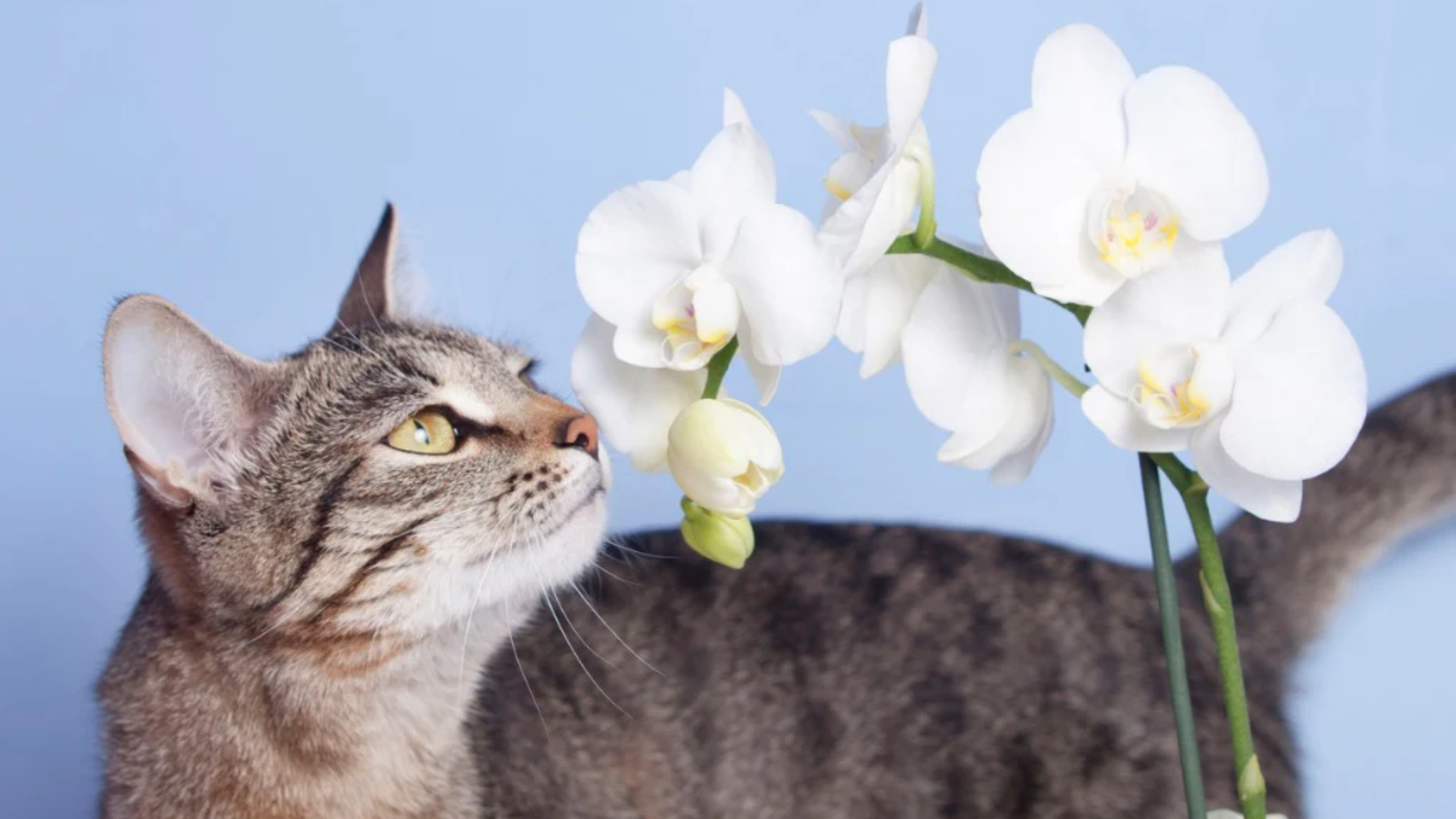 Are Orchids Poisonous To Cats, Experts Say No - Orchid Republic