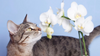 Are Orchids Poisonous To Cats, Experts Say No