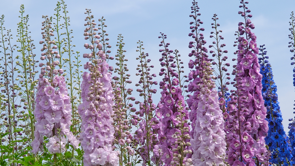 The History & Symbolism of Delphinium: Why It's the Flower of the Year