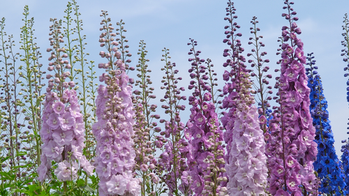 Purple and blue delphinium flower spikes growing outdoors against a blue sky