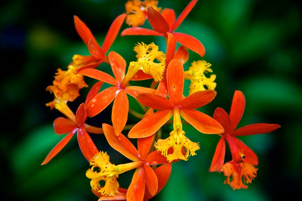 Epidendrum Orchids, the 'Mega-Genus' of the Orchid Family