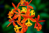 Epidendrum Orchids, the 'Mega-Genus' of the Orchid Family