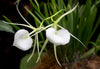 Brassavola Orchid, The Lady of the Night