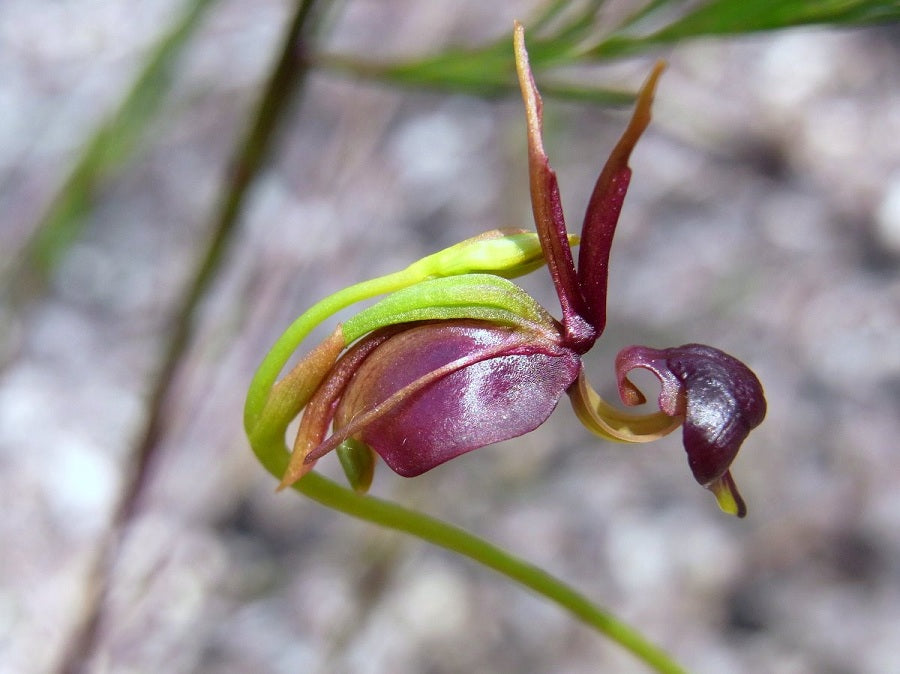Caleana, Flying Duck Orchids