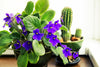20  Flowering Indoor Plants for Your Home