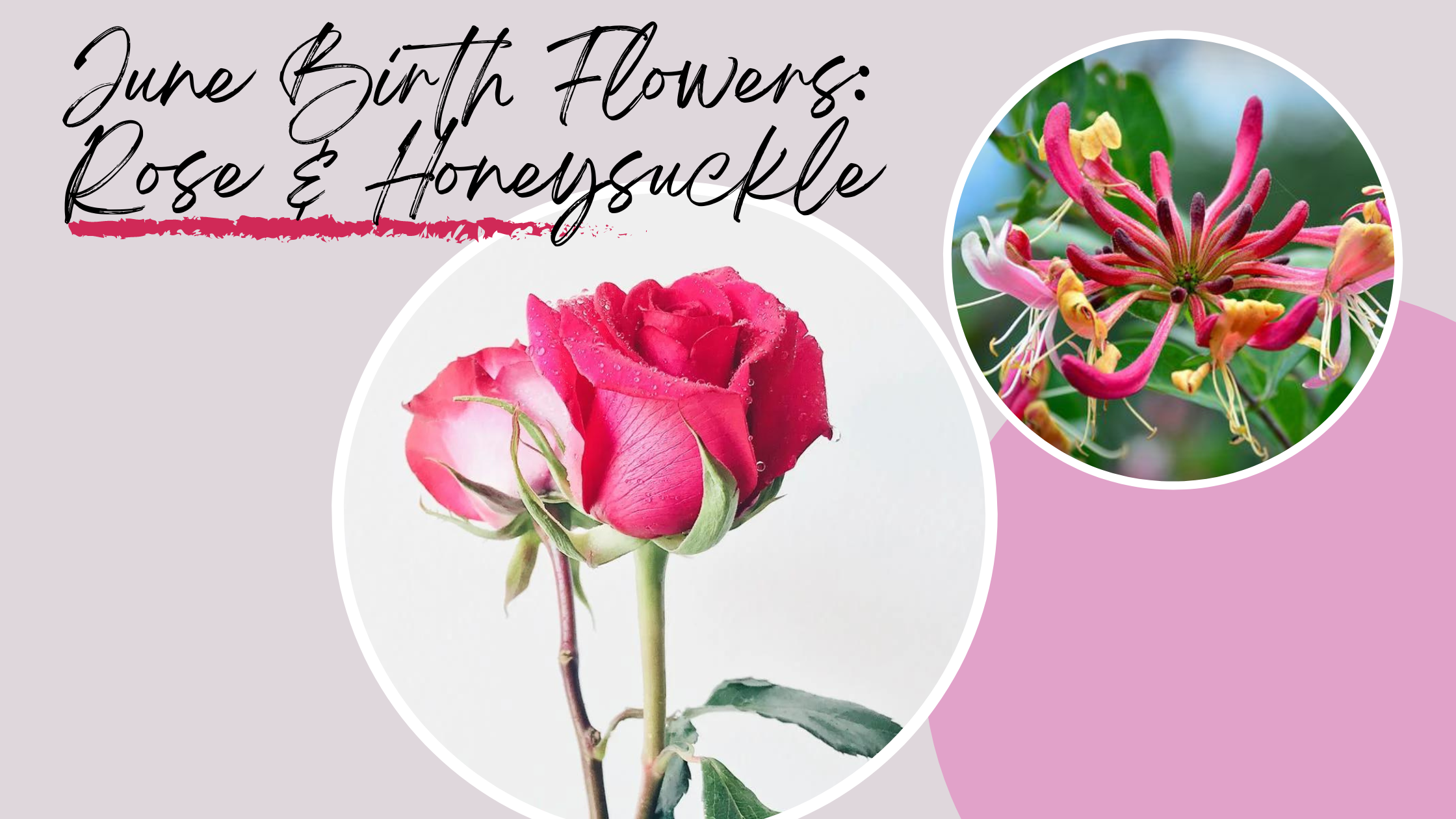 june-birth-flowers-rose-and-honeysuckle-orchid-republic