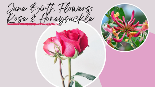 June Birth Flowers: Rose and Honeysuckle