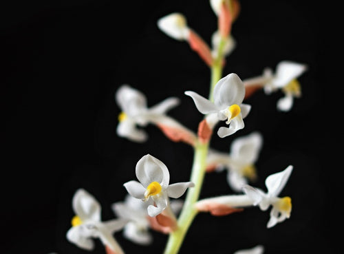 ludisia-discolor-orchid