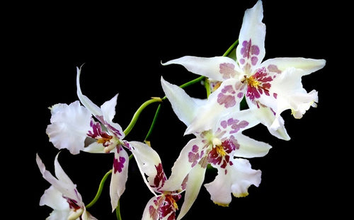 Odontoglossum Orchids, Long-lasting Spray Orchids