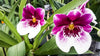 Pansy Orchids: Miltonia vs. Miltoniopsis Orchids