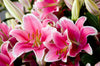 Flower Facts: Types of Lilies, Flower Meaning, and More