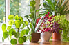 10 Beautiful  Indoor Plants for Better Air Quality