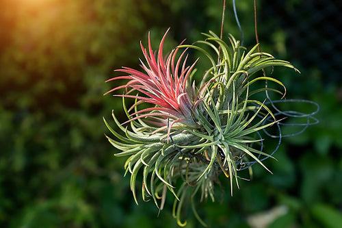 tillandsia-air-plant