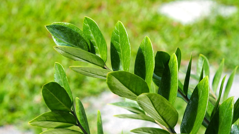 Plant in Focus: The ZZ Plant (Zamioculcas zamiifolia)