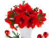 Flower Facts: Christmas Amaryllis