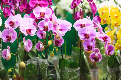 6 Reasons Why Orchids Make Perfect Gifts for All Occasions