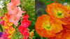 August Birth Flowers: Gladiolus and Poppy