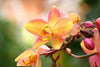 How to Take Care of Orchid Plants During Fall Season