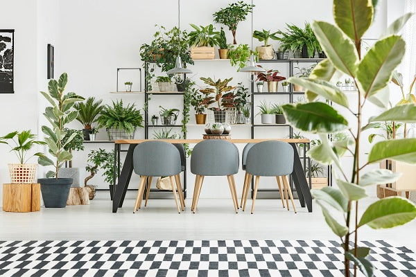 Big and Beautiful Indoor Trees for Instant Jungle Chic Vibes at Home