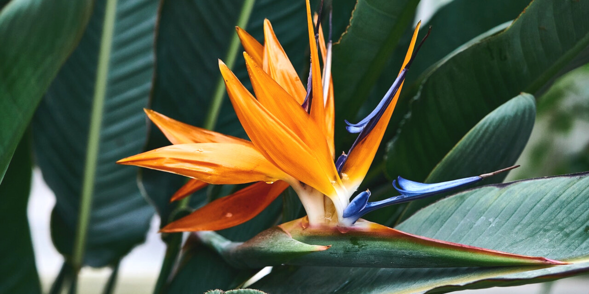 Where Do Bird of Paradise Flowers Grow: Ultimate Growth Guide