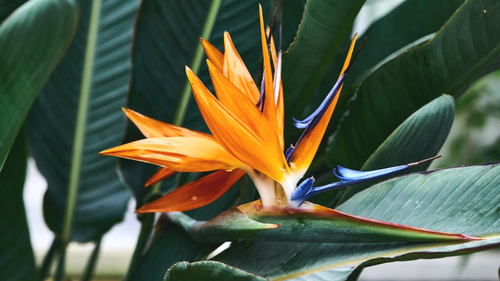 Bird of Paradise, The Floral Emblem of Los Angeles