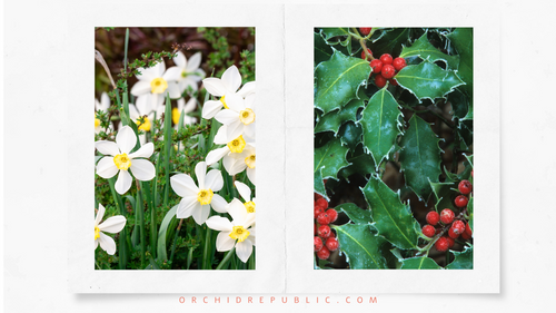 December Birth Flowers: Holly and Narcissus