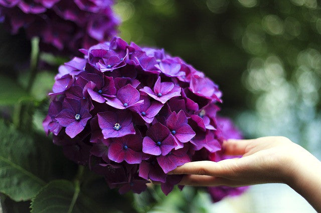 7 Types Of Hydrangeas And How To Grow Them