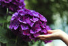 7 Types Of Hydrangeas And How To Grow Them