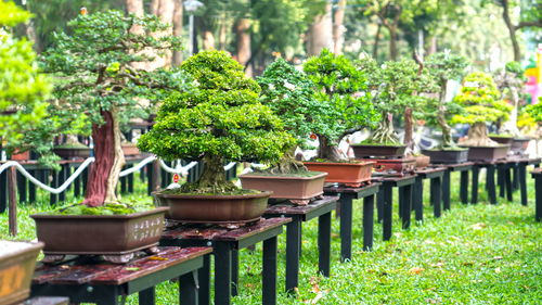 10 Plants That Thrive as Bonsai