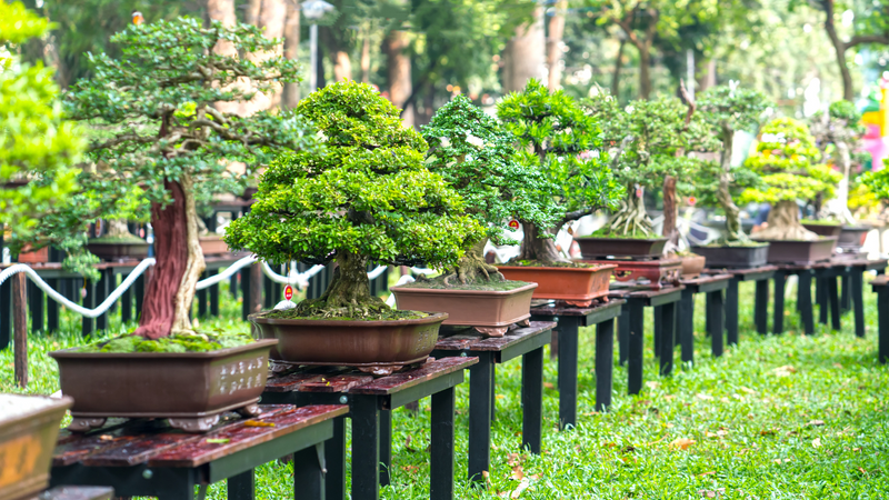 10 Plants That Thrive as Bonsai  Orchid Republic Floral Boutique