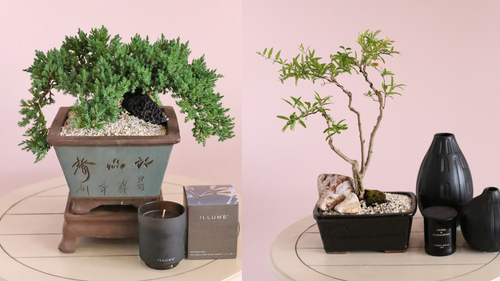 The Beautiful Benefits of Bonsai