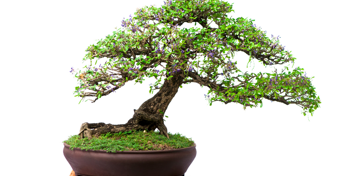Bonsai様オーダー品(他の方は購入しないでください) Discovering Different Bonsai Styles – Orchid Republic Floral Boutique