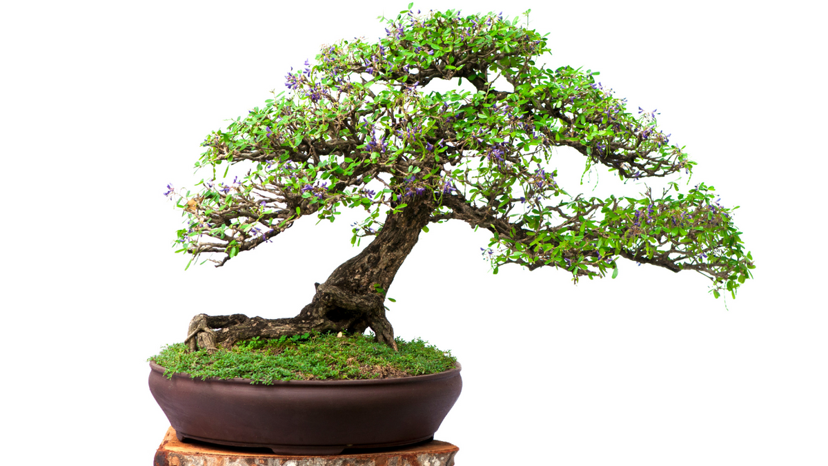 Bonsai様オーダー品(他の方は購入しないでください) My Second Visit to Omiya Bonsai Village & More – Valavanis Bonsai Blog