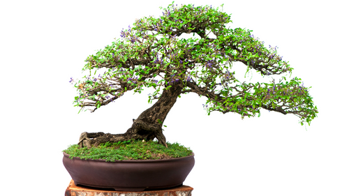 Discovering Different Bonsai Styles