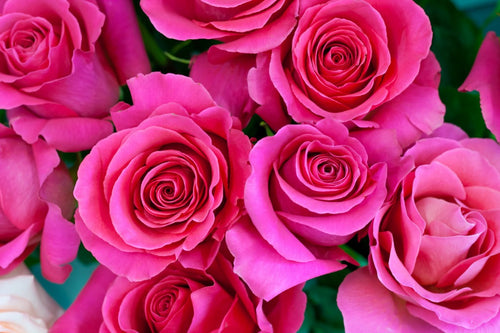 Oscars Will Be Filled with 40,000 Roses for Bette Midler