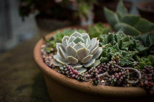 Bizarrely Beautiful: 5 Of The Most Peculiar Succulents You’ve Ever Seen