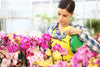 How To Maintain Your Orchids