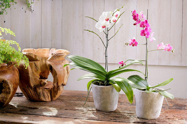 How To Fertilize Orchids Naturally