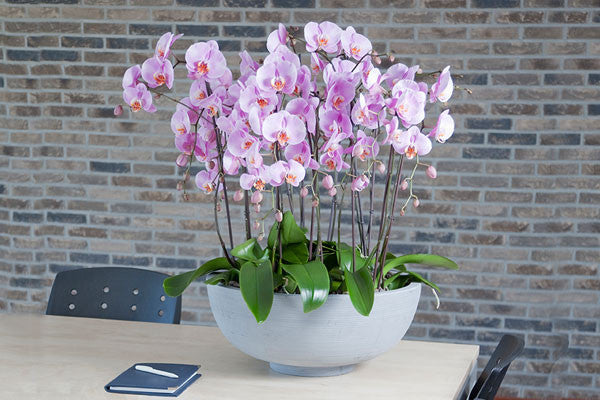 How To Make Your Orchids Bloom Again