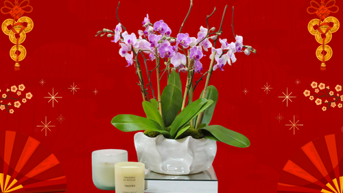 The Luckiest Flowers for Chinese New Year