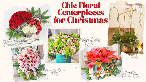 Christmas-poinsettia|https://orchidrepublic.com