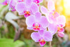 The Prettiest Phalaenopsis Orchid Hybrids