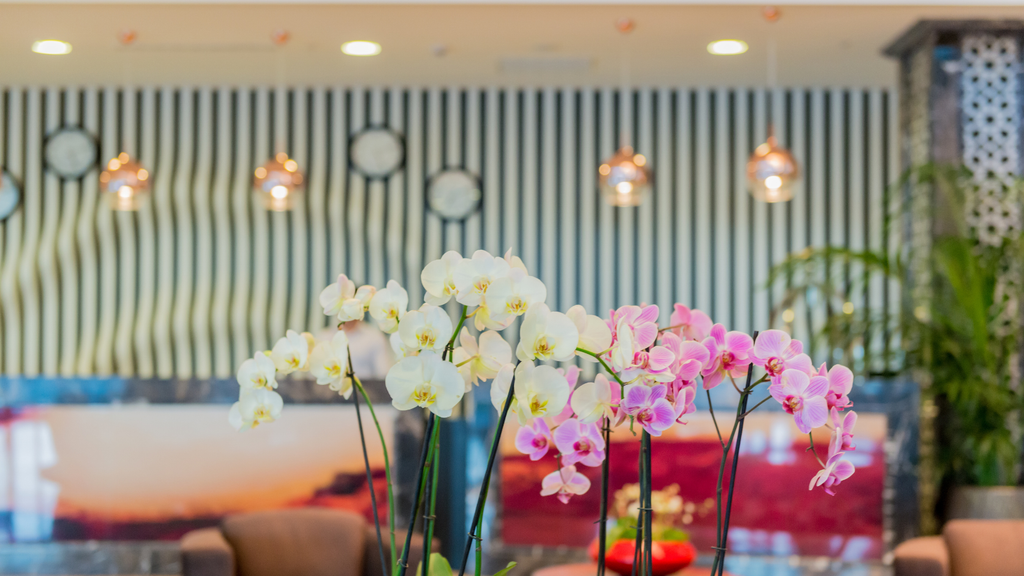 Why Corporate Plantscaping Services Beat A One-Time Office Gift