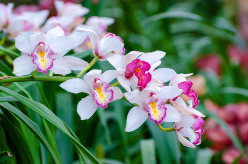 cymbidium-birth-orchid