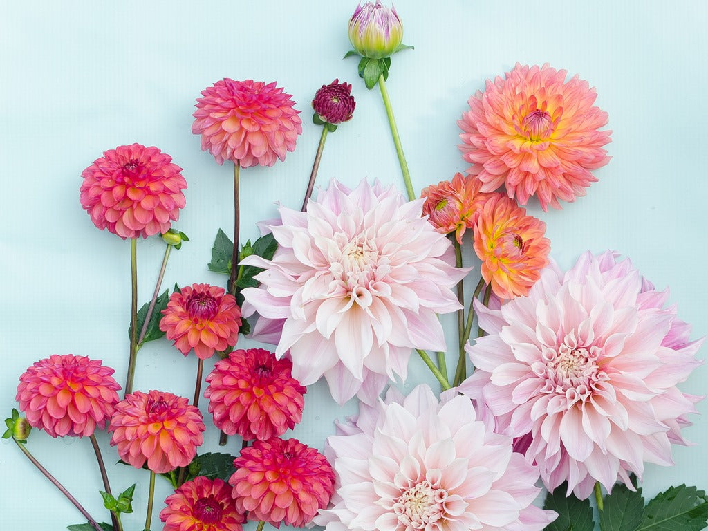 The Diverse World of Dahlias